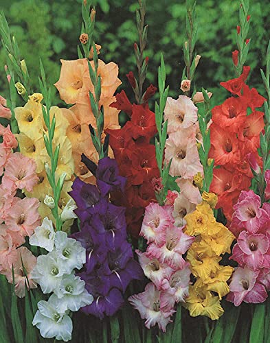 50 Gladiolen Großblumig gemischt Blumenzwiebeln (50 Zwiebeln) Angebot