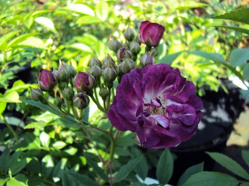 Ramblerrose Perennial Blue ® Containerrosen im großen 7,5 Liter Topf