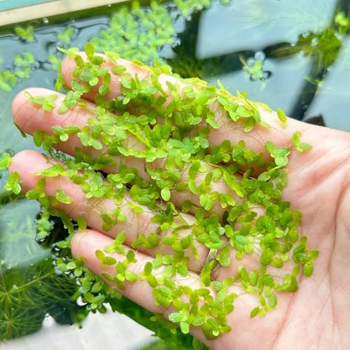 wasserlinsen für teich winterhart pflanzentopf teichdeko lemna minor indoor kräutergarten bodendecker gartenkräuter wasserlinsen für miniteich grünpflanzen deko wohnzimmer seltene 60pcs