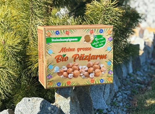 XXL Bio Steinchampignon 10 kg große Kultur, Komplettes Pilzzuchtset für die eigene Pilzzucht