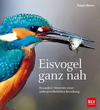 Eisvogel ganz nah: Besondere Momente einer außergewöhnlichen Beziehung (BLV Vögel)