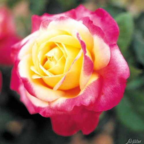 Edelrose Pullmann Orient Express in Rosa & Gelb - Duftrose winterhart - Rose stark duftend - Pflanze im 5 Liter Container von Garten Schlüter - Pflanzen in Top Qualität