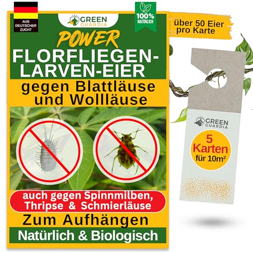 GREEN GUARDIA Power Florfliegenlarven-Eier gegen Blattläuse, Spinnmilben, Thripse & Co. - 5x Karten zum einfachen Aufhängen - starke Wirkung bei Gemüse-, Cannab.- & Zierpflanzen