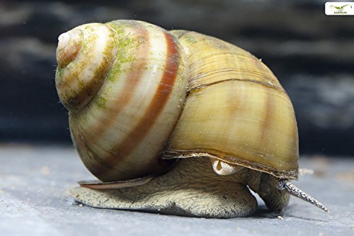 Teich Sumpfdeckelschnecke, 3 st. + 1 NH TOXEX Ball I Algen und Laubfresser I Gesundheitspoilzei im Gartenteich I Filtrierer I schönes geringeltes Gehäuse