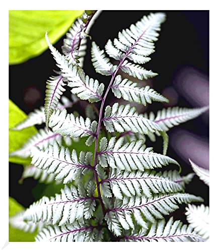 BALDUR Garten Winterharter Schmuck-Farn 'Silver Falls®', 1 Pflanze, Athyrium nipponicum, winterharte Staude, mehrjährig, pflegeleicht, für Standort im Schatten geeignet