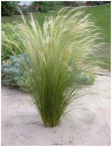 3 x Stipa tenuissima 'Pony Tails' im 1 Liter Topf (Ziergras/Gräser/Winterhart/Mehrjährig/Staude/Stauden) Federgras - Leichtigkeit und Eleganz in jedem Garten - von Stauden Gänge