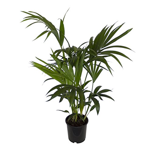 Dominik Blumen und Pflanzen, Zimmerpflanzen Kentia-Palme, Howea forsteriana, 1 Pflanze, 3 l Topf, ca.60-80 cm hoch