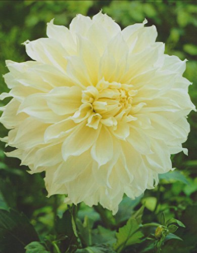 Schmuck Dahlie großblumig Fleurel Knolle Blumenzwiebeln (1)