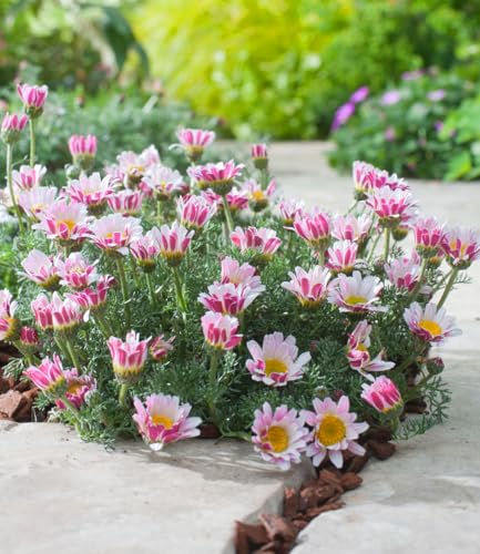 BALDUR Garten Winterharter Bodendecker Afrikanisches Ringkörbchen, 3 Pflanzen Anacyclus depressus, Polsterstaude, Ringblume, winterharte mehrjährige Staude, trockenresistent, blühend