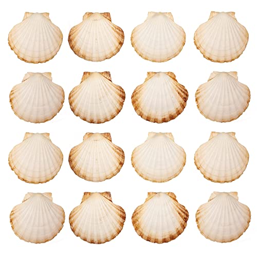 Finoly Große Natürliche Muschelschalen Jakobsmuscheln Muscheln 10x11 cm Paket 4/8/12/16 Stück | Jakobsmuschel Schalen für die Küche Dekoration Handwerk DIY (16, Rund)