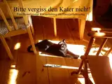 Bitte vergiss den Kater nicht! Eine hinterlassene Kurzanleitung zur Haustierbetreuung