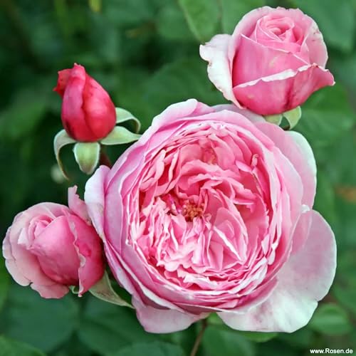 Kiss me Kate ® Kletterrose im großen XXL 7,5 Liter Topf