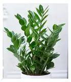 BALDUR Garten Zamioculcas, 1 Pflanze, Glücksfeder, Zamie, Zamia Farn, Zamia Palme, pflegeleichte Zimmerpflanze Zimmerpflanze, Grünpflanze, mehrjährig - frostfrei halten, Zamioculcas zamiifolia