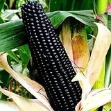 Haloppe 30 Stück Mais-Gemüse-Samen für die Bepflanzung des Hausgartens, Mais-Samen, einfach zu züchten, köstliche Gemüseernte, Haushof, Gartenpflanzen Schwarz