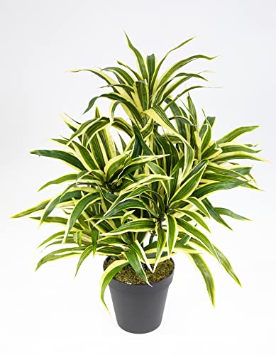 Seidenblumen Roß Dracena 42cm grün-gelb im Topf DA Drachenbaum Kunstpalmen Dekoapalme Kunstpflanzen künstliche Pflanzen Palmen