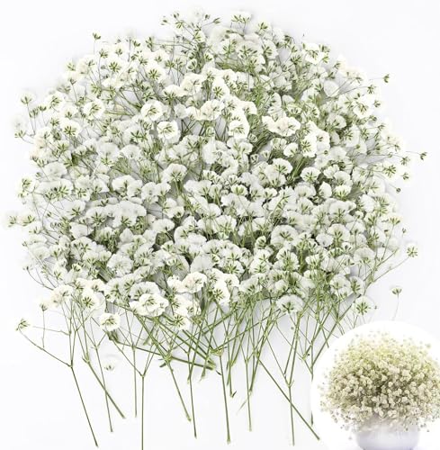 Jushion Trockenblumen, 100 Stück Schleierkraut Getrocknet, Weiß Getrocknete Blumen, Trockenblumen Klein deko für DIY Kerze Harz Schmuck Nagel Kunst Basteln, Gypsophila, Babysbreath, Echte Blume