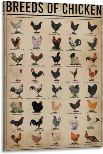 FWJZDSP Connaissances des agriculteurs Races de poulet Chambre vintage Esthétique Races de poulet Décoration de chambre Sports Paysage Bureau Décoration de chambre Cadeau 8x12 pouces