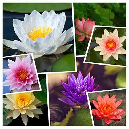 Lebende aquatische rustikale Seerosen-Blumenpflanze, gemischte Farben Bonsai-Lotus-Samen, 30+ Samen vorwurzelte aquatische Wasser-Samen