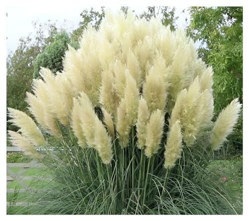 Stauden Gänge 3 x Cortaderia selloana 'White' im 1 Liter Topf (Ziergras/Gräser/Winterhart/Mehrjährig/Immergrün) Weißes Pampasgras - Majestätische, schneeweiße Federn für Ihren Garten