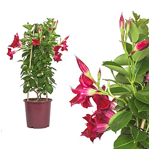 Dipladenia Mandevilla Rot Echte Pflanze - Chilenischer Jasmin - Dipladenia pflanze in tollen unterschiedlichen bunten Farben - circa 50 bis 60cm bunt blühende Kletterpflanze , immergrün Pflegeleichte dipladenia pflanze Mandevilla pflanze