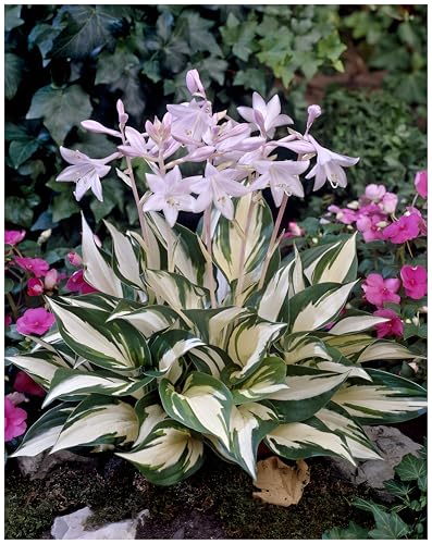 3 x Hosta x fortunei 'Fire and Ice' im 1 Liter Topf (Staude/Winterhart/Bodendecker/Mehrjährig) Funkie, Herzblatt-Lilie - Kontrastreich, elegant, atemberaubend schön - von Stauden Gänge