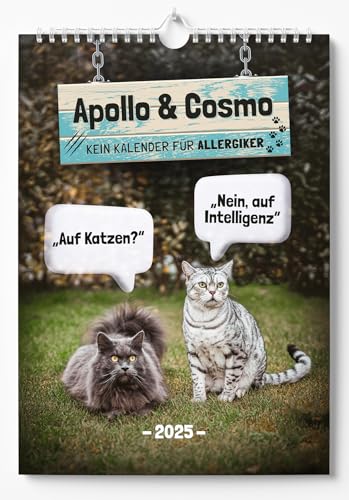 Apollo & Cosmo - Kein Kalender für Allergiker: Katzen-Kalender 2025 - Wandkalender A3 mit Spiralbindung - Süße Katzen Bilder und lustige Sprüche für das ganze Jahr