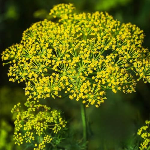 BIO Dill Samen 500 Kräutersamen -Gewöhnlicher Samen für Kräutergarten Hochbeet Kräuter Samen für Küche, Balkon und Garten Küchenkräuter(Dill)