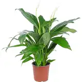 Einblatt 4-8 Blüten/Knospen - echte Zimmerpflanze, Spathiphyllum - Höhe ca. 70 cm, Topf-Ø 17 cm