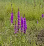 Gewöhnlicher Blutweiderich - Lythrum salicaria