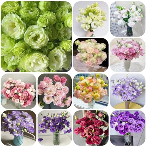 dornenlose rose eustoma lisanthus samen bienenfreundliche blumensamen, eustoma dornenlose rose samen, schnittblumen samen grünpflanzen bonsai exotische pflanzen blumensaat immergrüne 1500pcs