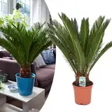 Happy Plants Cycas revoluta Palmfarn I 45 cm x ⌀ 12 cm, Zimmerpflanzen Pflanzen Palme ganzjährig, Zimmerpalme Kübelpflanze Topfpflanze Grünpflanze echte-Palme, frisch aus unserer Gärtnerei (1 Stück)