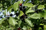 Echter Faulbaum Rhamnus frangula Pflanze 70-80cm Schießbeere Pulverholz Rarität