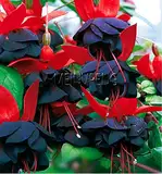 Sumpf frisch 100 Stück Fuchsia Blumensamen zum Pflanzen schwarz und rot