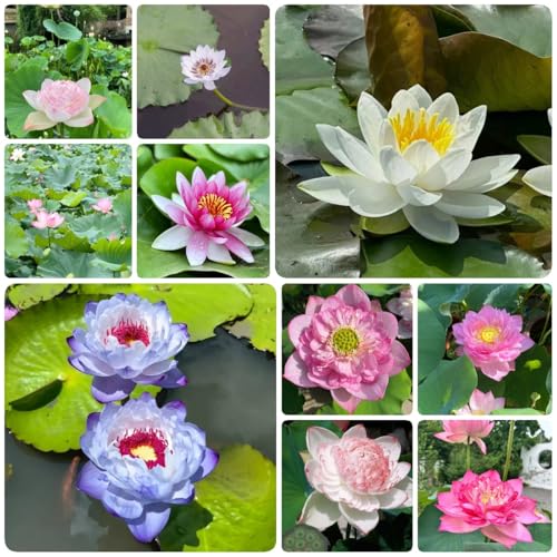 100 pcs Lotus Samen - winterharte pflanzen für garten, pflanzen kräuter samen, bonsai samen blumen balkon, lotusblume samen, blumen geschenk pflanztöpfe saatgut schalenlotus samen,