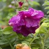 Apfelrose Rosa rugosa- ca. 60cm im 3 L Topf