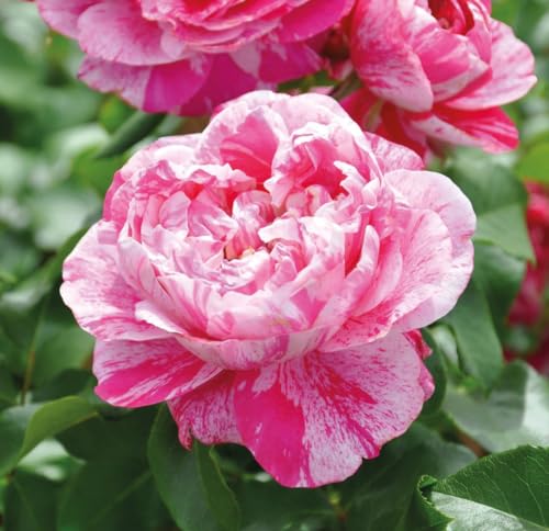 Kletterrose ’Colibri Fabfestival®‘ ist eine zweifarbige, duftende Rose. Die gefüllten Blüten sind pink-weiß gestreift und haben eine nostalgische Form. Im 6 Liter Topf.