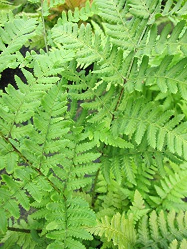 Dryopteris filix mas - Echter Wurmfarn - Gewöhnlicher Farn - Gemeiner Farn - Heimischer Farn