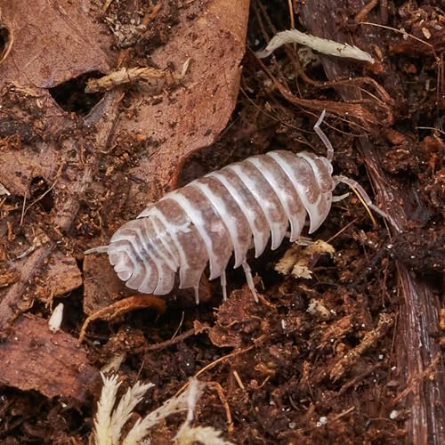 Armadillidium maculatum „Chocolate“ Assel | DNZ (12 STK.)