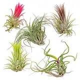 Bloomique - 5er Mix - Tillandsia - Tillandsien - Luftpflanzen Echt - Sehr Pflegeleicht - Höhe 5-15 cm