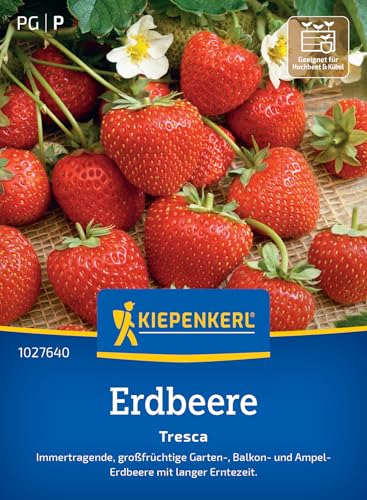 Kiepenkerl Erdbeersamen Tresca 1027640 - immertragend - großfrüchtig - lange Erntezeit - Garten, Ampel & Balkon - Saatgut, Erdbeerpflanze, Früchte