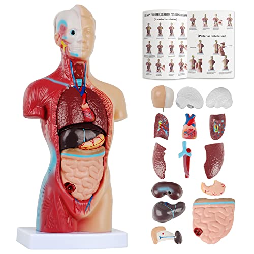 Niaazi Menschliches Torso Körper Anatomie Modell mit 15 abnehmbaren Teilen - Mit Herz Kopf Schädel Gehirn Skelett Medizinische Schule Krankenpflege-Bildungslieferant 8 x 14 x 28 cm Torso Anatomie