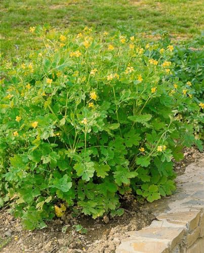 Chelidonium majus P 0,5 - Schöllkraut, Natürliches Heilkraut, Leber & Galle Unterstützung, Winterhart