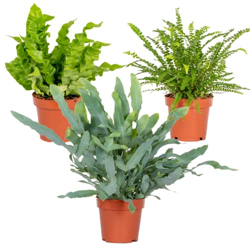 3x Air Purifying Farn Mix – Asplenium-Phlebodium-Nephrolepis – ⌀12 cm – ⌀25-35 cm