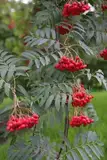 Seeds Sorbus Aucuparia Mountain Ash semi -agramsero!