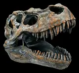 Tyrannosaurus Rex Totenkopf - mittel - Deko Figur Wandrelief