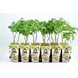 Rubus idaeus 'Fallgold' – Gelbe Herbsthimbeere, ca. 30 cm | Süß & Aromatisch | Winterhart, Ertragreich & Pflegeleicht | Ideal für Garten & Balkon