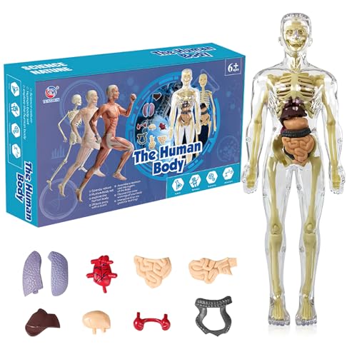 BRISKORE 3d Human Body Torso Model for Kid, Anatomie Modell Menschlichen Körper, Anatomy Model Skeleton, Teaching Model Human Body,Menschliche Skelton Modell,Vorschule Ausbildung für Kinder