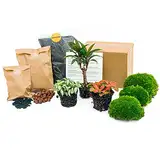 urbanjngl.com - Flaschengarten Paket Palme - 3 Pflanzen - Nachfüll & Starterpaket DIY - Pflanzenterrarium Nachfüllset - Pflanzen-Terrarium-Paket - Terrarium Refill Palm