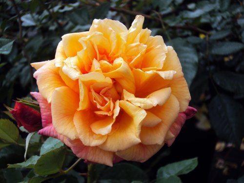 Kletterrose Kordes Rose Aloha ® Containerrosen im großen 7,5 Liter TopfL8