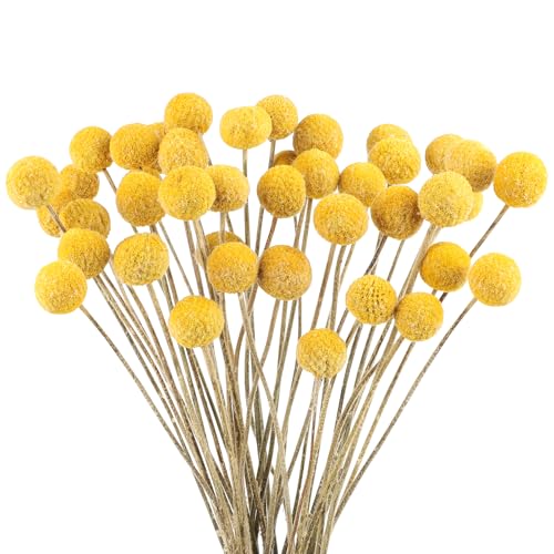 40PCS Billy Bälle Blumen Getrocknet Craspedia Globes Decor Natürliche Getrocknete Blumen für Blumenarrangements, Hochzeit, Zuhause, Hohe Vase, Dekoration （Gelb）